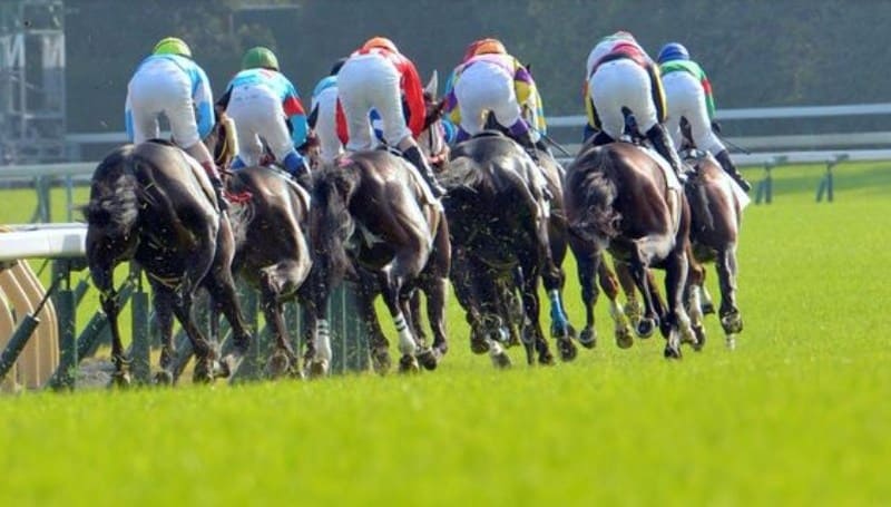 競馬 勝てない