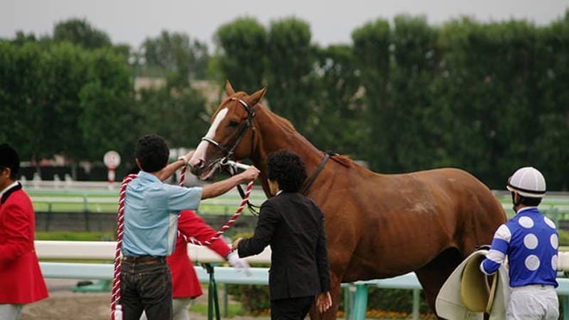 競馬 勝てない